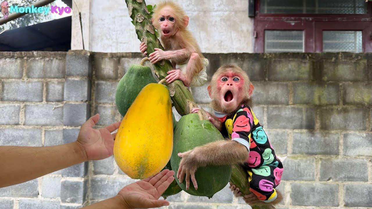 Kyo and little monkey BuNa find a super delicious papaya &mdash; Kyo's solution is surprising!