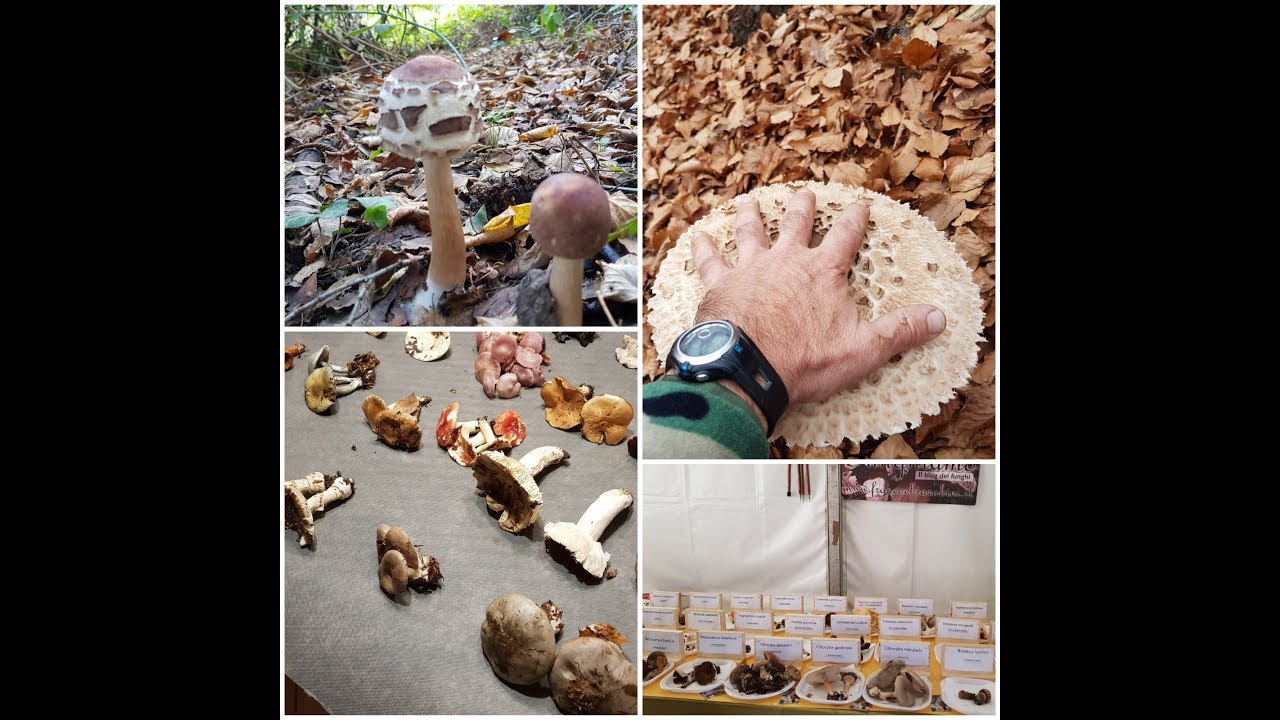 MOSTRA MICOLOGICA FUNGHIAMO - 11 - 18 NOVEMBRE 2018