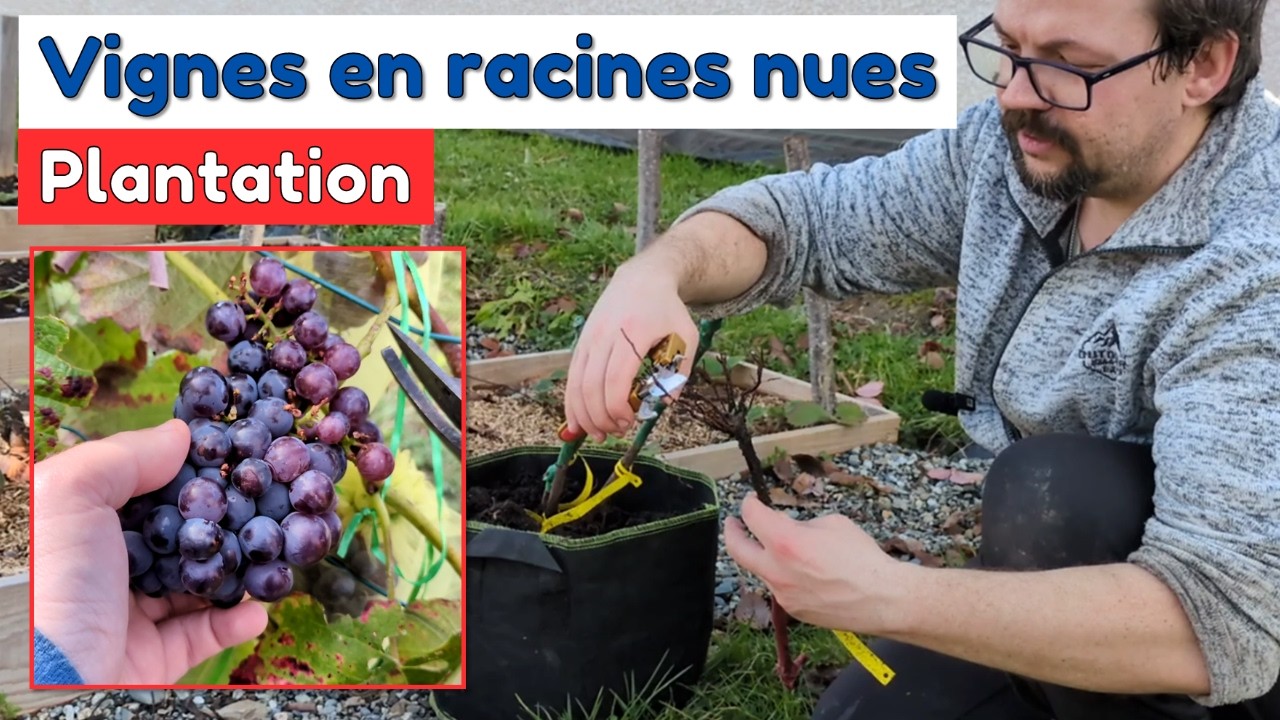 PLANTATION de VIGNES en RACINES NUES