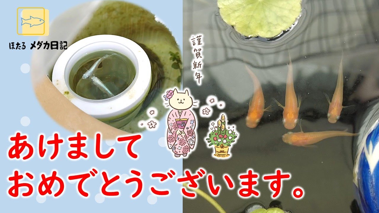 年を越してもメダカは元気！#ビオトープ #メダカ #メダ活