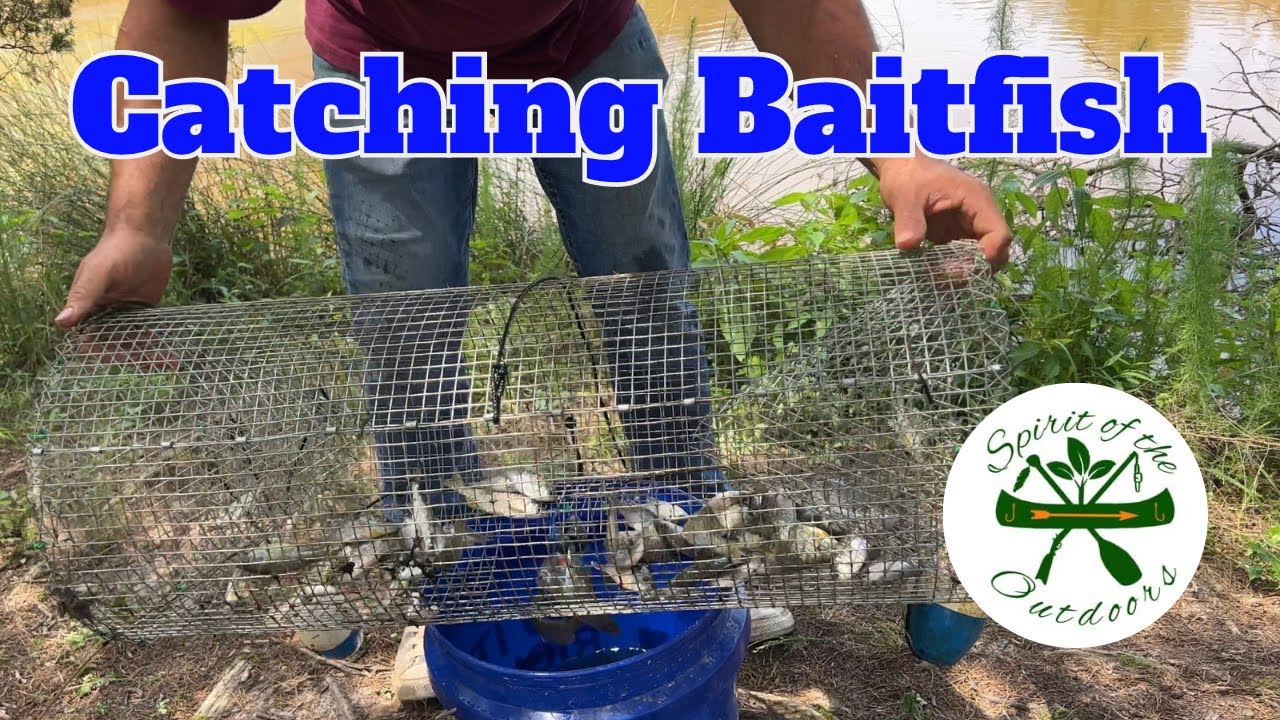 Catching BaitFish