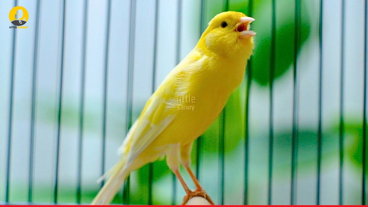 A Special Canary to Seduce All The Canaries - The Belgian Singing Canary - LC016