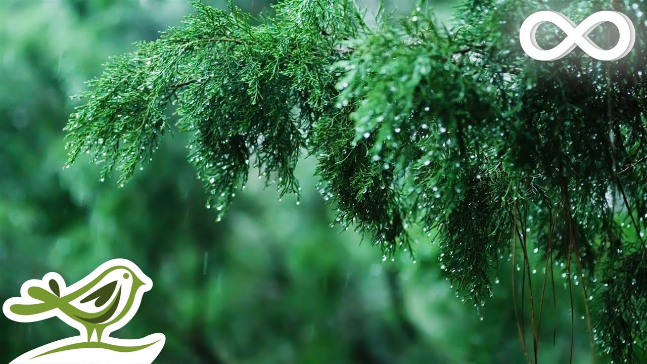 Rainy Day &bull; Relaxing Piano Music with Soft Rain Sounds | Sleep, Study, Relax
