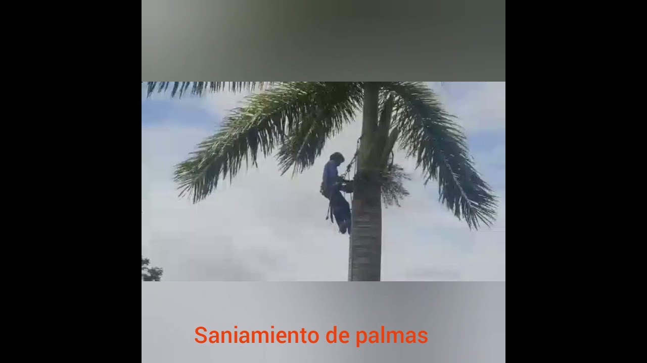 Limpieza de palmas en palmares PZ