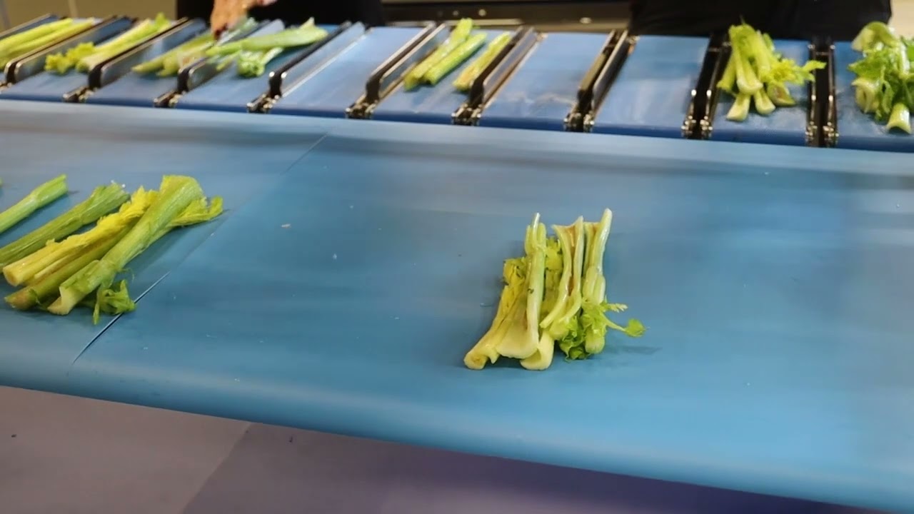 Semi-automatic combination scale MHP1200 for Celery 560g