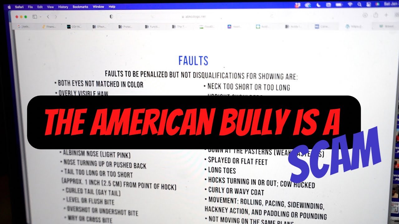 The American Bully is a SCAM!!!
