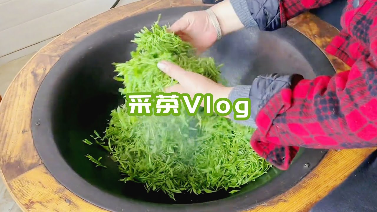 采茶Vlog！春天万物复苏，去茶山体验采茶乐趣，了解制茶过程，太美好啦！