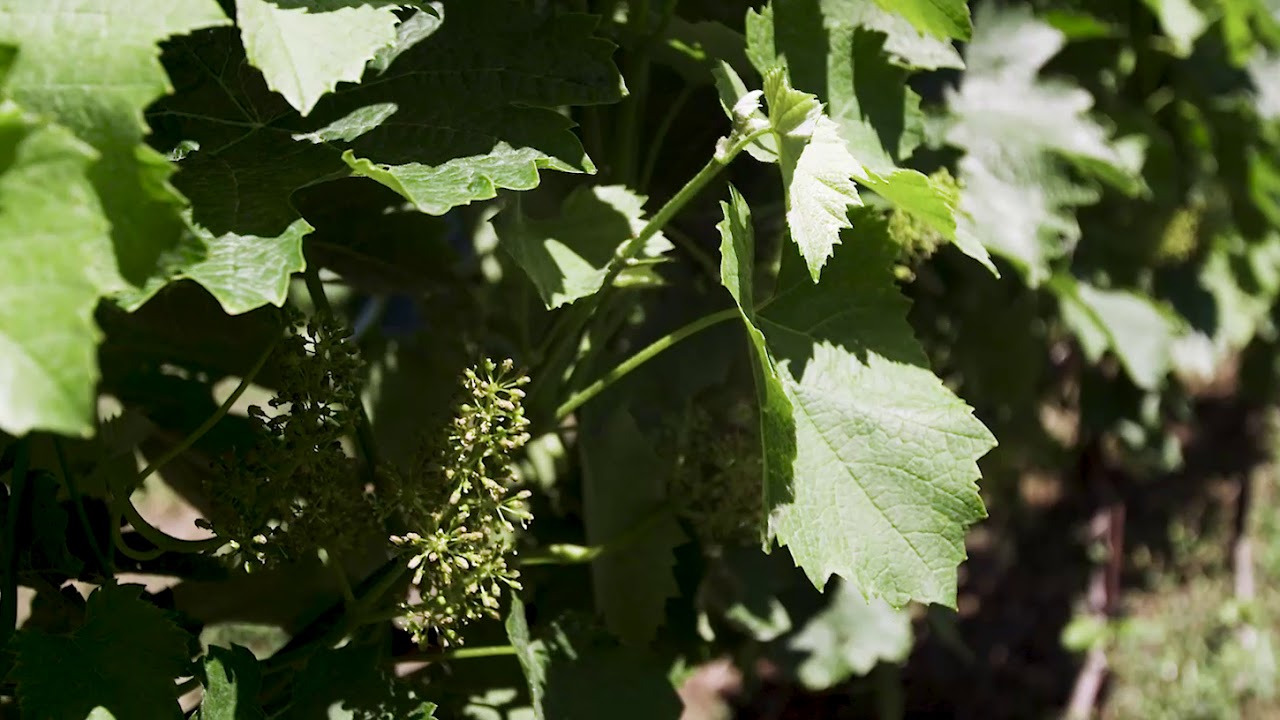 Le printemps des Vins du Valais
