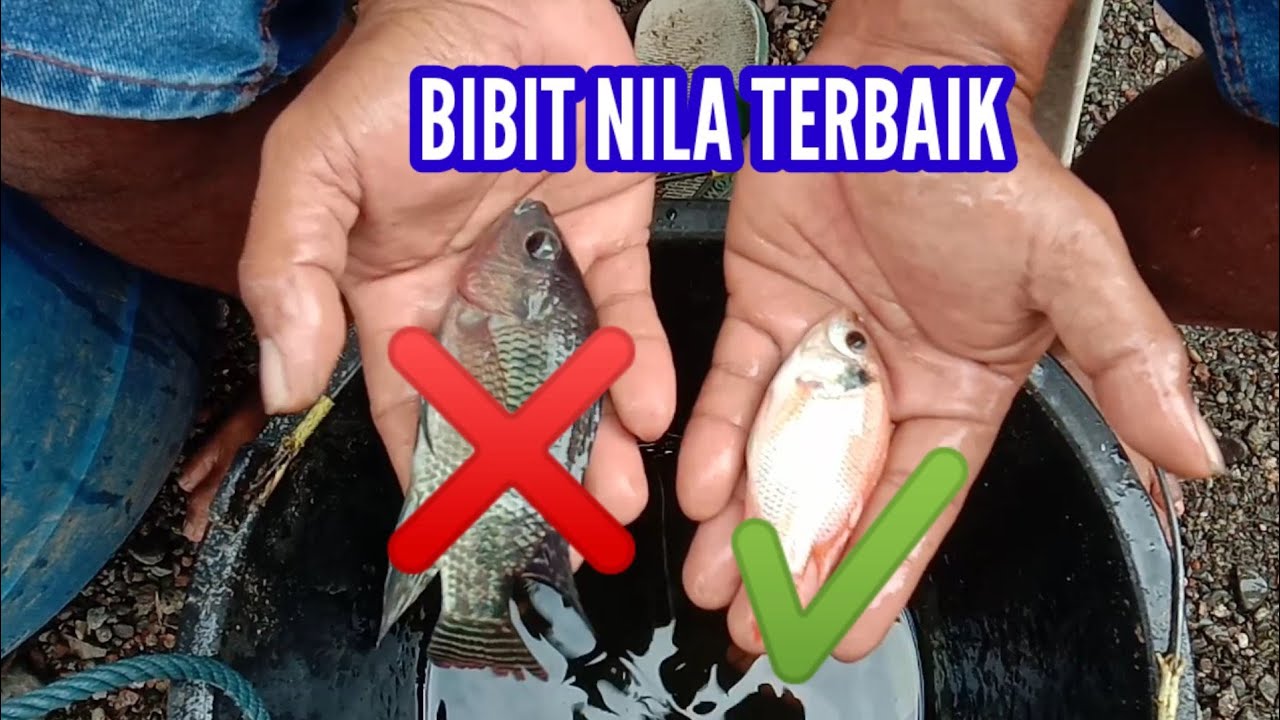 ciri ciri bibit nila yang baik