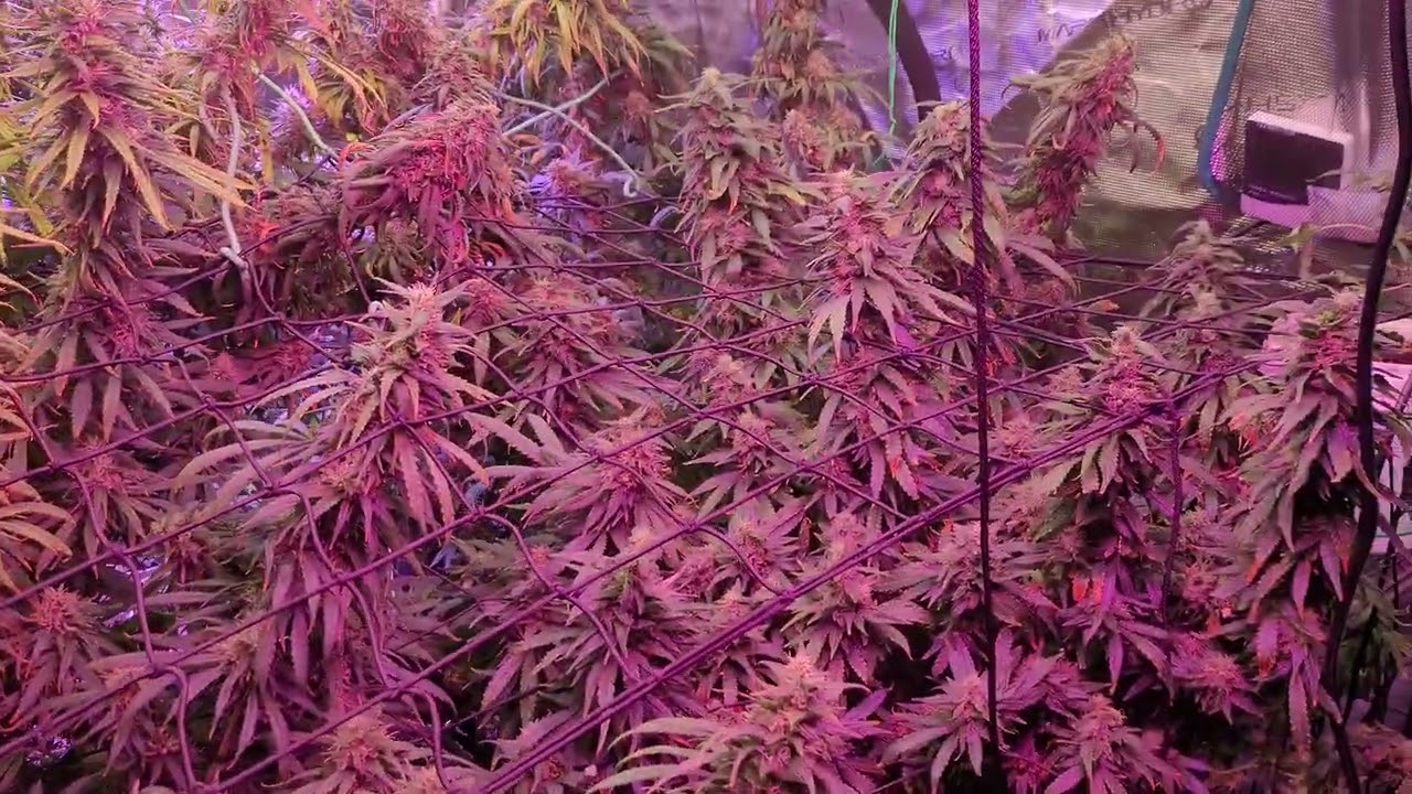 5x5 mars hydro full tent