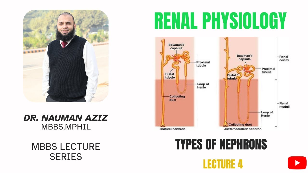 TYPES OF NEPHRONS AND THEIR DIFFERENCES | RENAL PHYSIOLOGY | DR NAUMAN AZIZ | 2025