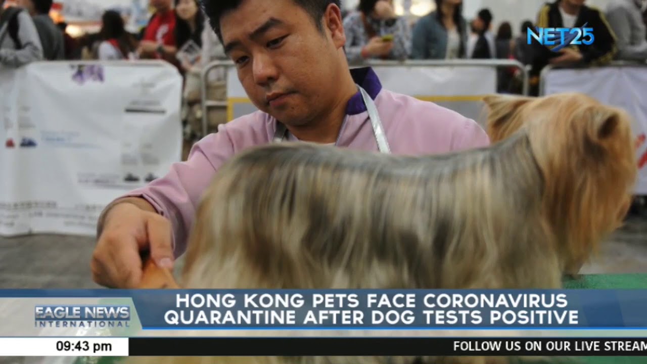 Hong Kong pets face coronavirus quarantine after dog tests positive