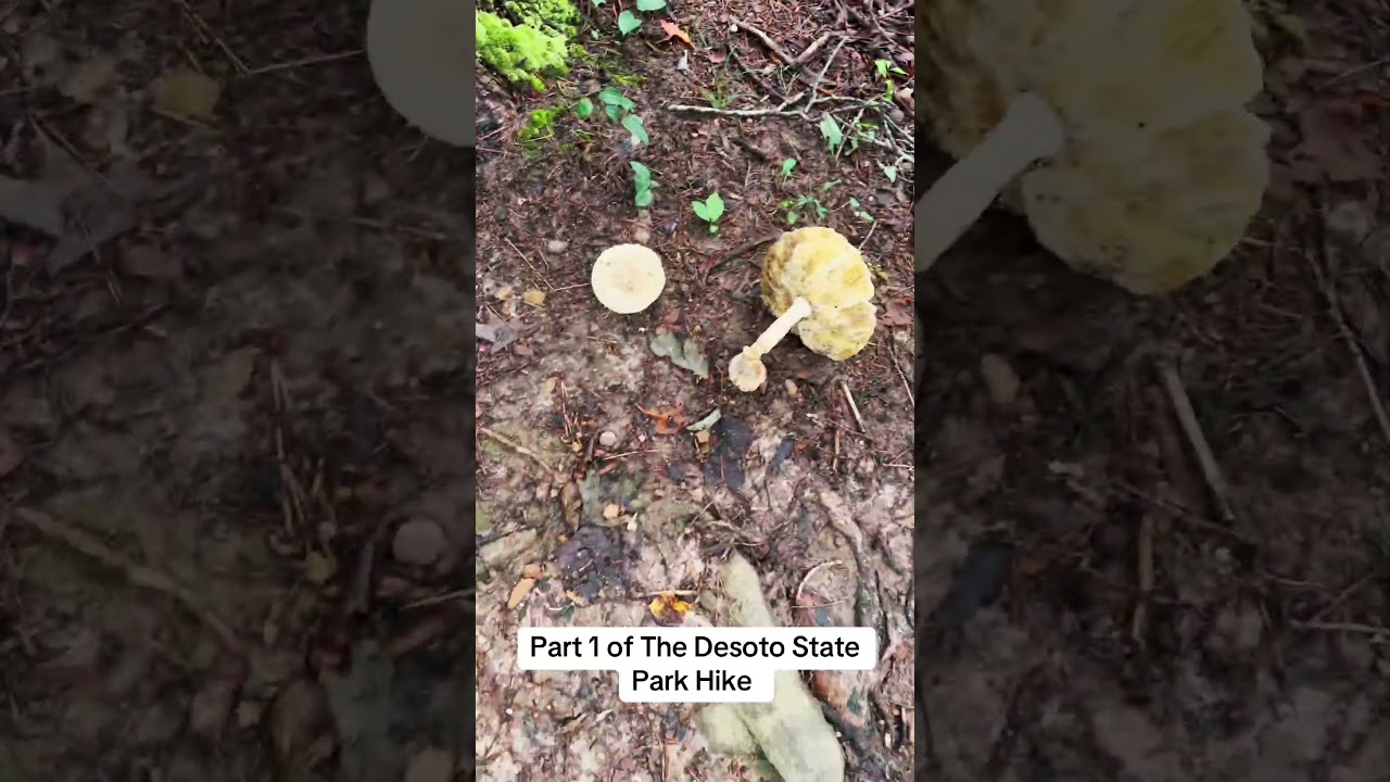 First trip into Desoto State Park in Alabama! #adventure #hiking #exploreoutdoors