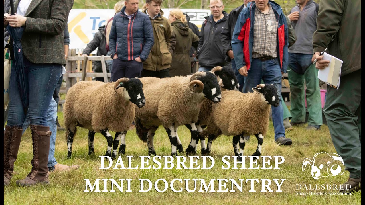 The Dalesbred Difference: Diverse, Durable, Dynamic | Mini Documentary 2025