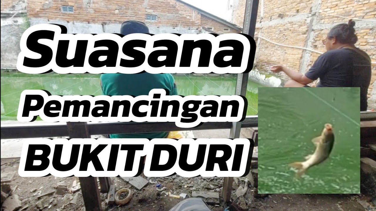 MANCING IKAN MAS||KOLAM HARIAN || BUKIT DURI 