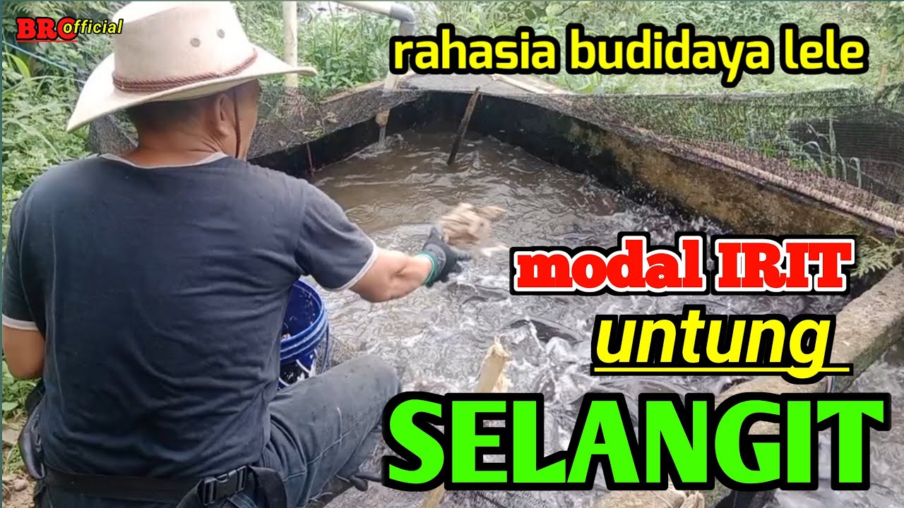 PAKAN MURAH MERIAH: rahasia ternak lele pakan ayam tiren dan usus @masbro281