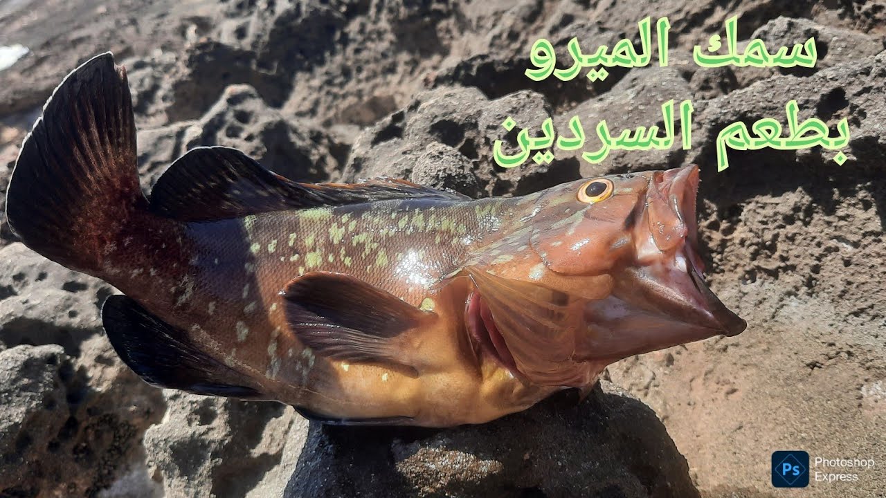زيارة جميلة من الأخ محمد وكريم من الديار الفرنسية والإيطالية 🇨🇵/🇮🇹