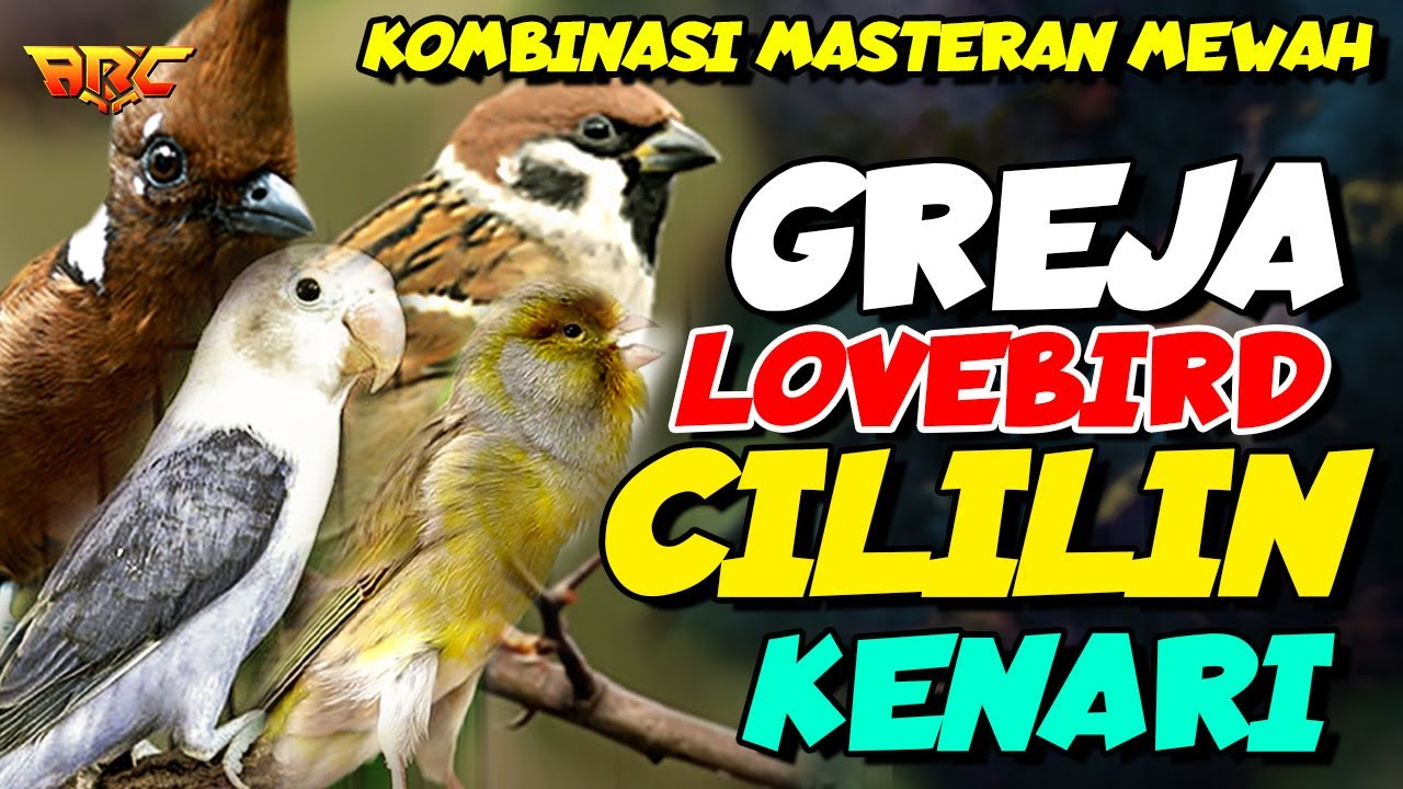 MASTERAN GREJA TARUNG - CILILIN - LOVEBIRD - KENARI | SPESIAL GESEKAN NGREOL TEMBAK