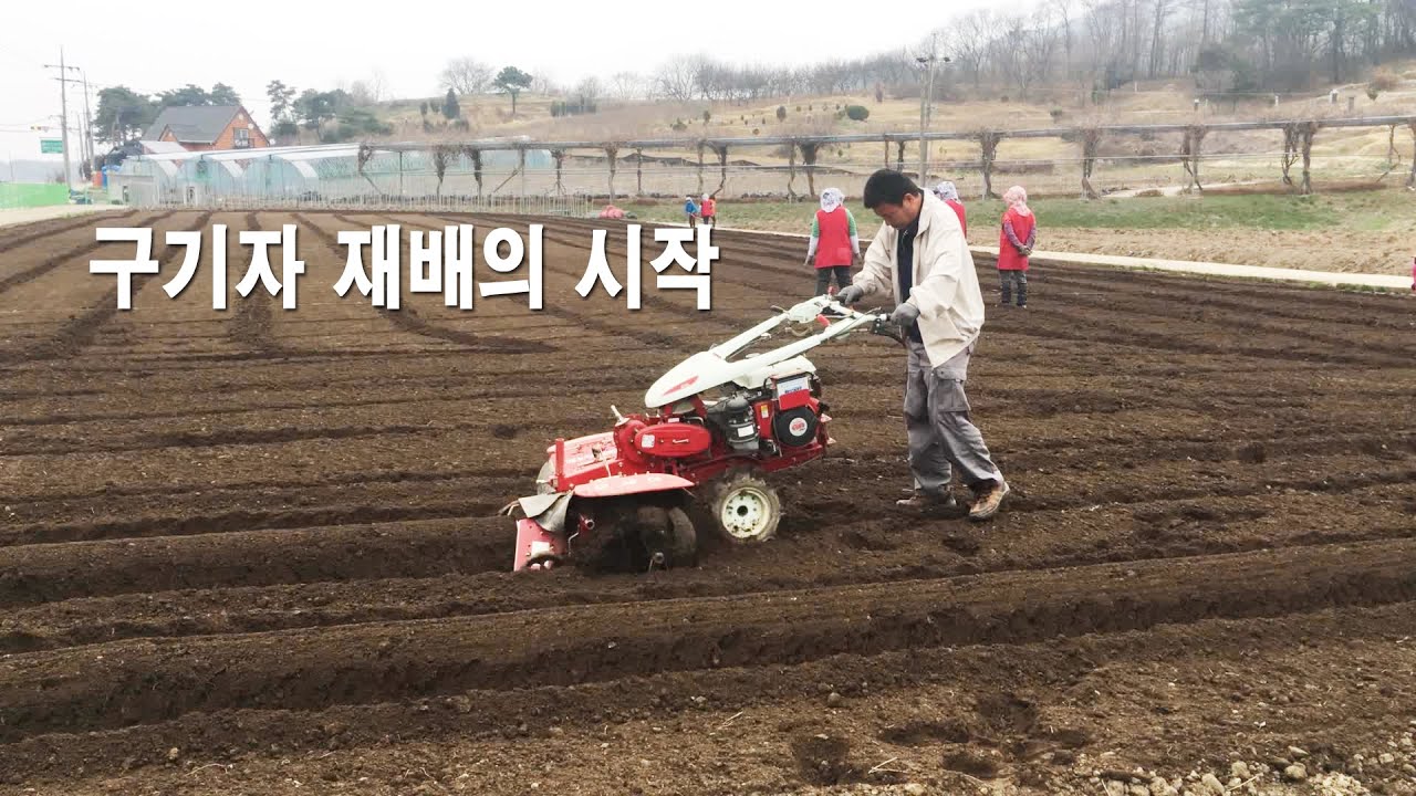 구기자 재배의 시작