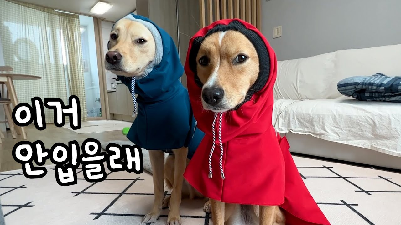 [102화] 강아지 쇼핑 실패│내돈내산│강아지 하네스│강아지 우비