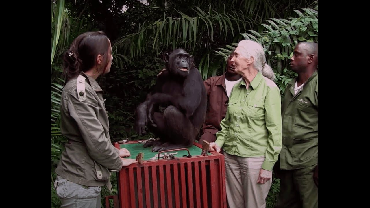 Palavras de sabedoria da Dra. Jane Goodall