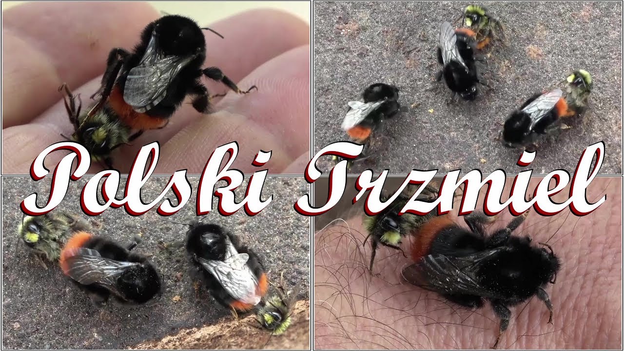 Trzmiel kamiennik (Bombus lapidarius) | Trzmiele do zapylania - Hodowla Trzmieli Polski Trzmiel