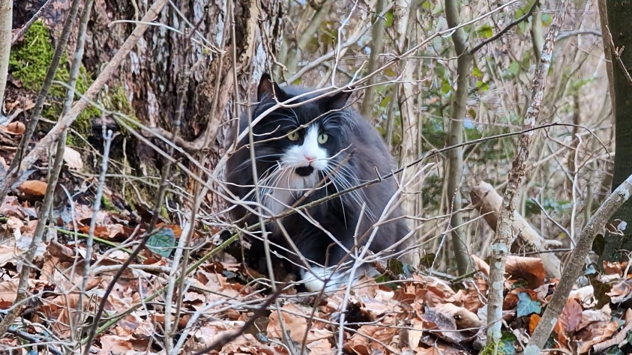 Norwegian Forest Cat: Odin in 