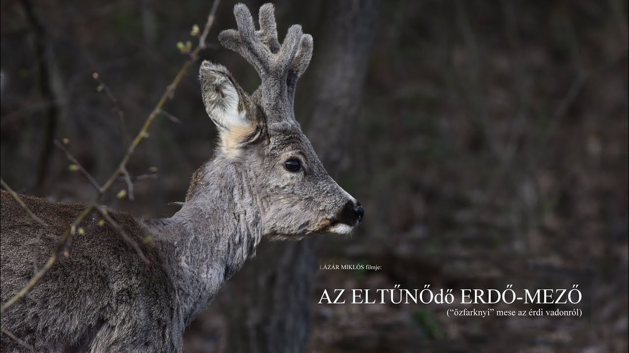 AZ ELTŰNŐdő ERDŐ-MEZŐ