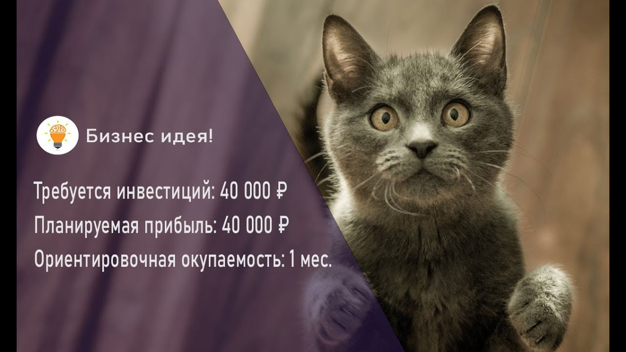 Бизнес идея! Как открыть бизнес по разведению породистых кошек с нуля!