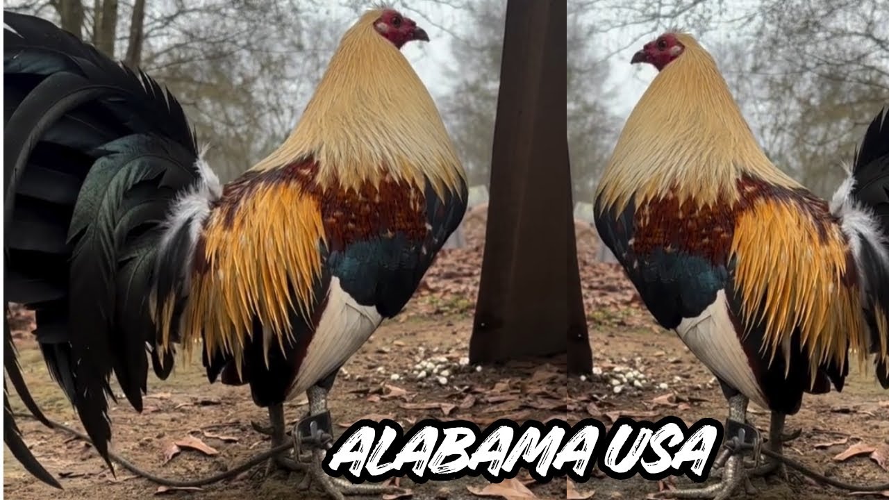 Michael Gaither Farm Alabama - Feeding Time Free Range Shape Outdoor Chicken Coop