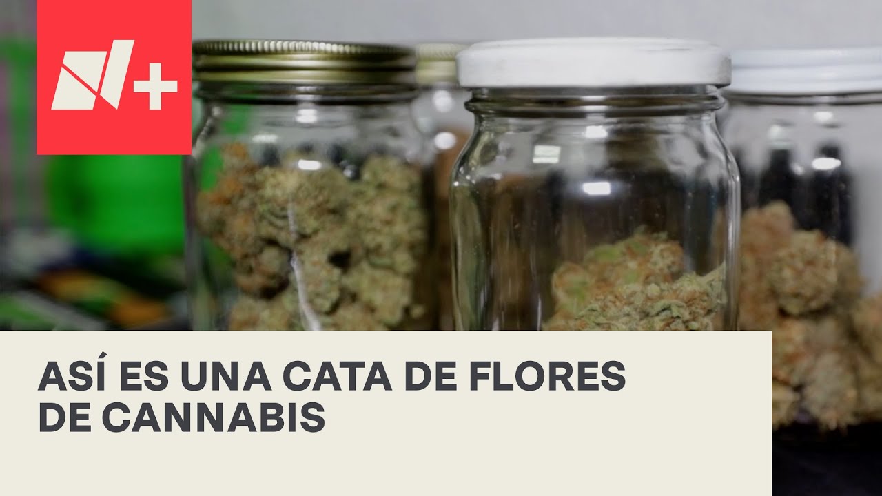 Cata de flores de cannabis en el Centro Cultural Cannativa - N+