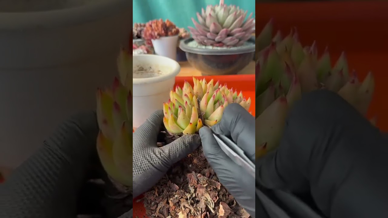 High Ticket Succulent Care 🌵 Grow Designer Plants at Home