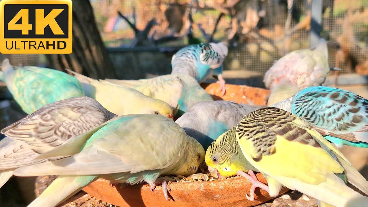 Budgies parakeet singing loudly and feasting on their delicious food with great enthusiasm.