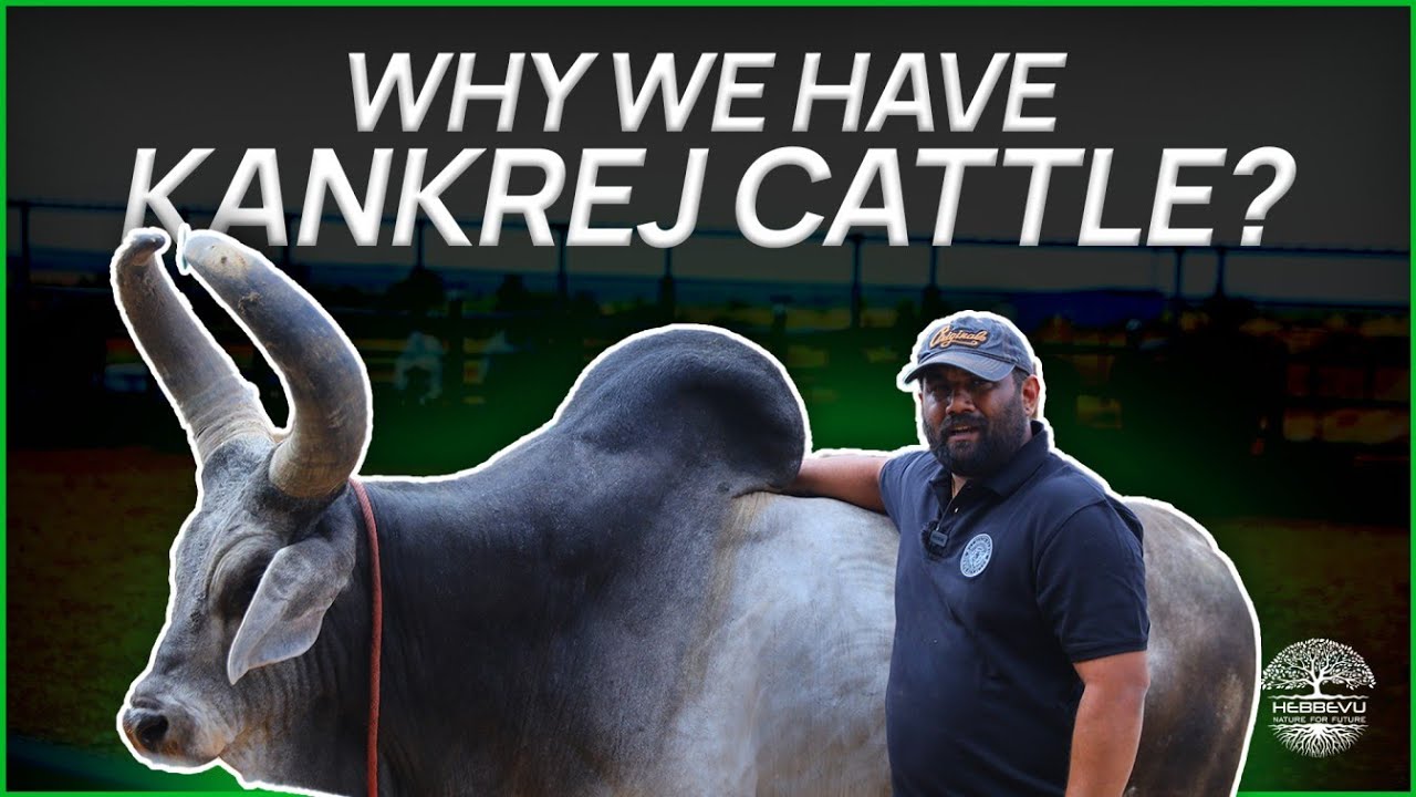Unveiling the Extraordinary Kankrej Cattle Breed: A Deep Dive with Mr. Amith Kishan | Hebbevu farms