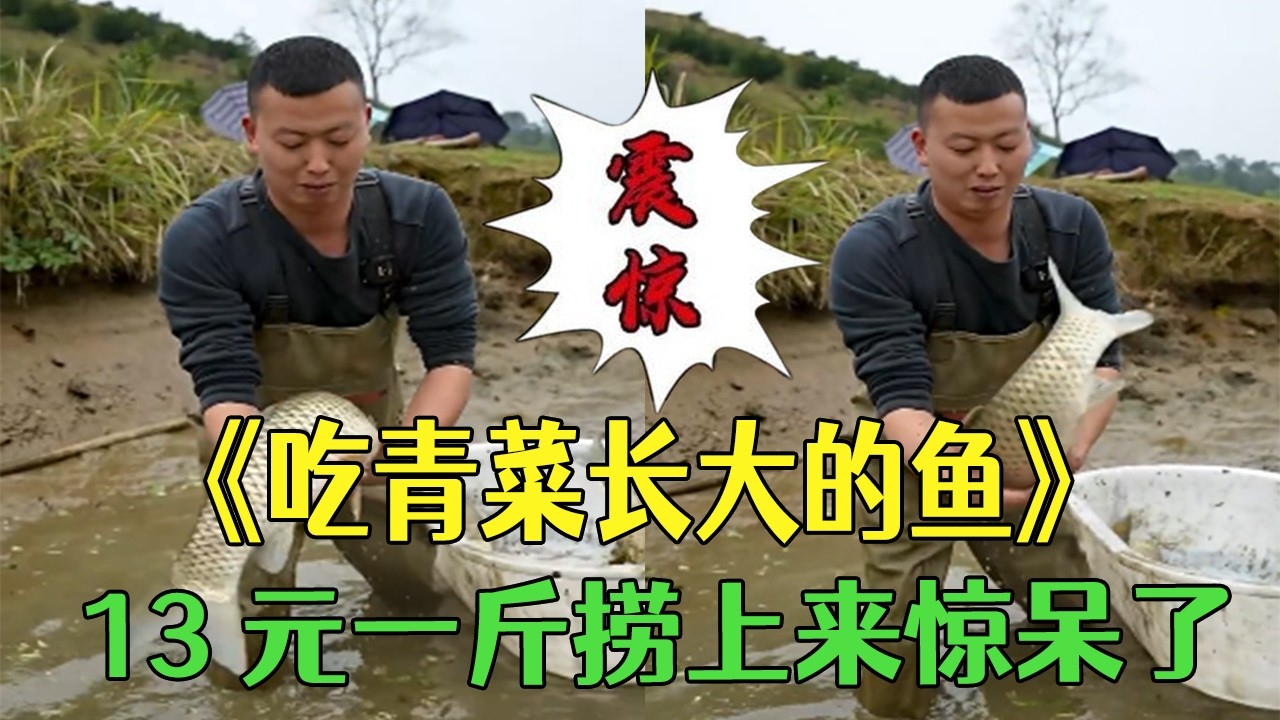 包下吃青菜長大的魚塘，13 元壹斤，撈上來我驚呆了#小飛哥#三農 #我的鄉村生活 #新農人計劃2026#我要上熱門