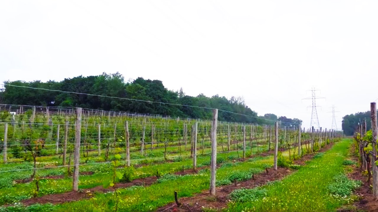 The White Vinifera - Grape Video #46