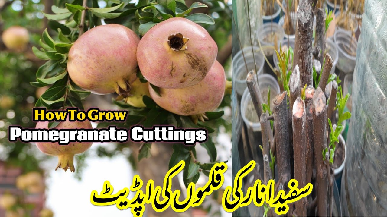 How To Grow Pomegranate Plant From Cuttings|Anar Ka Poda Kalam Se Kese Lagaen | Mr Planter