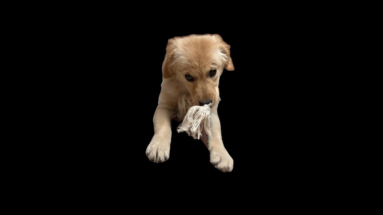 The Internet of Experiences: Learning Buladogg Etiquette