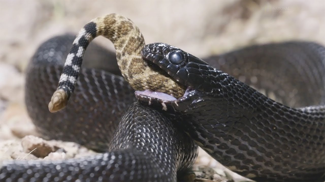 &iexcl;La Serpiente Real: La Pesadilla de las Serpientes de Cascabel!