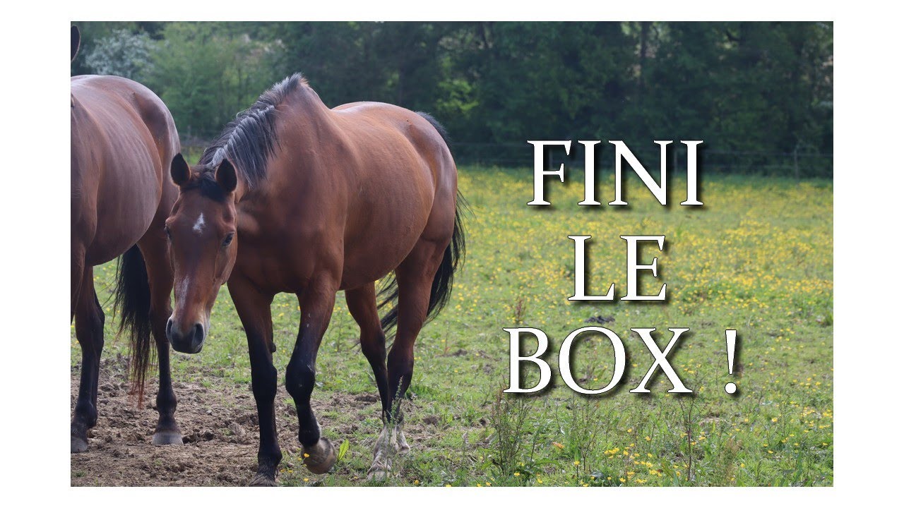Changement de vie pour Vanille : fini le box !