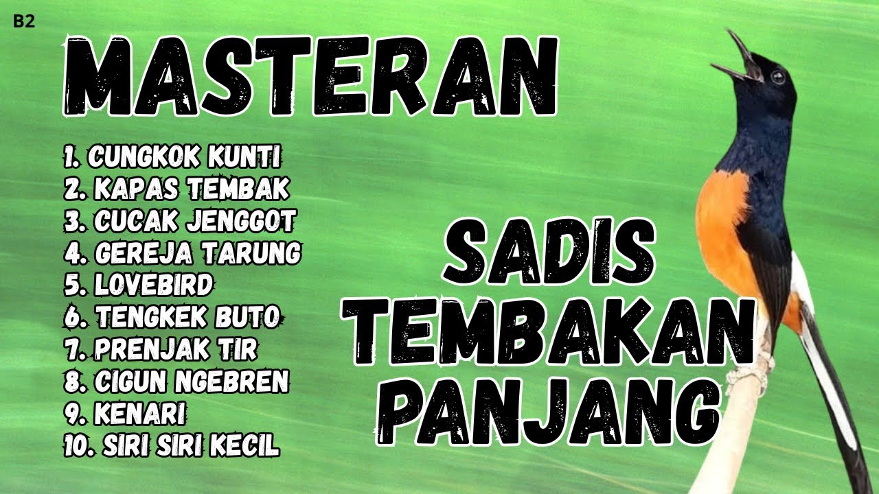 🔴 GACOR SADIS MENTAL KUAT MASTERAN MURAI BATU GACOR