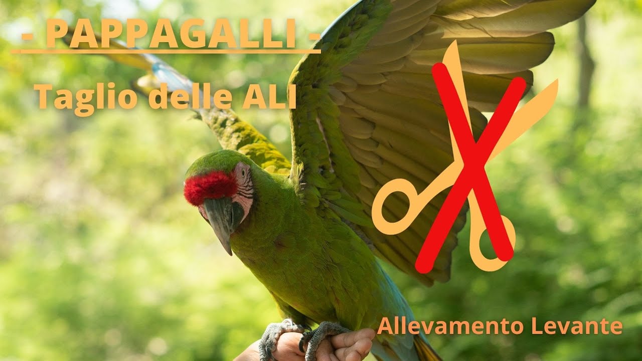 Taglio delle ALI - Pappagalli -
