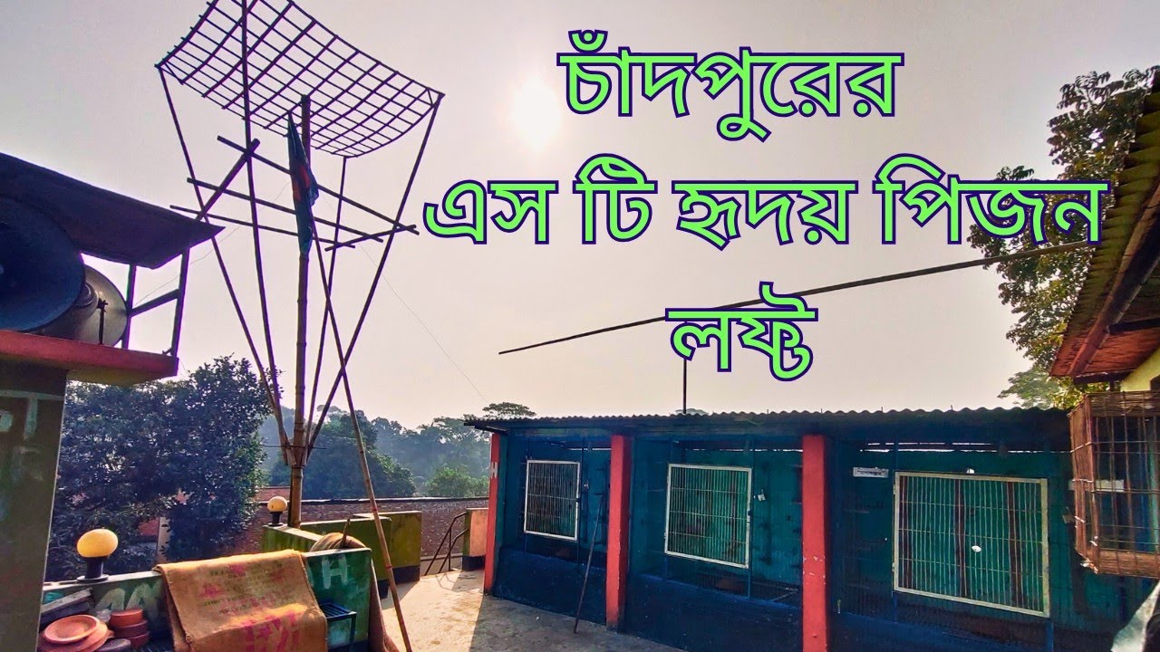 আমরা আজকে চাঁদপুরের হৃদয় ভাইয়ের লফ্টে ভিজিট করে আসলাম,এবং আপনাদের মাঝে তুলে ধরার চেষ্টা কর #pigeon