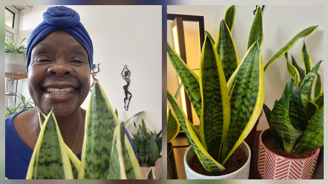 Basic Snake Plant Care/Low Maintenance/Air Purifier 