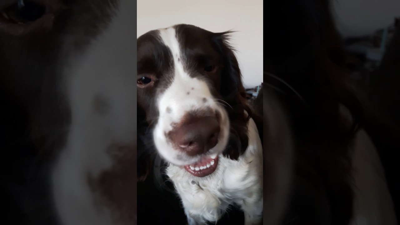 English springer spaniel trying to say i love you