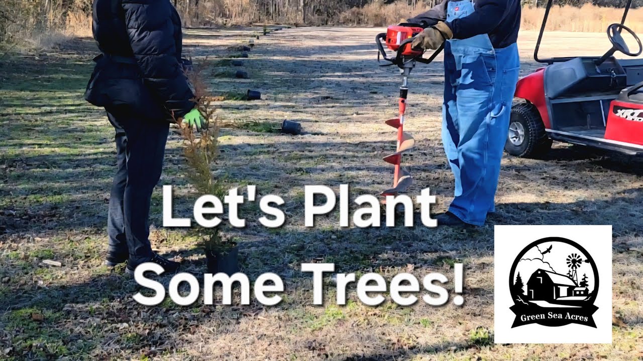 Planting Green Giant Arborvitae trees for privacy screening. 
