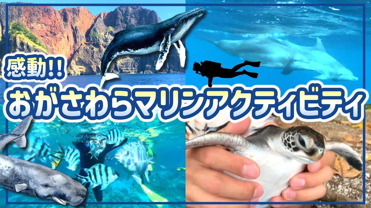 【小笠原 観光】マリンアクティビティ