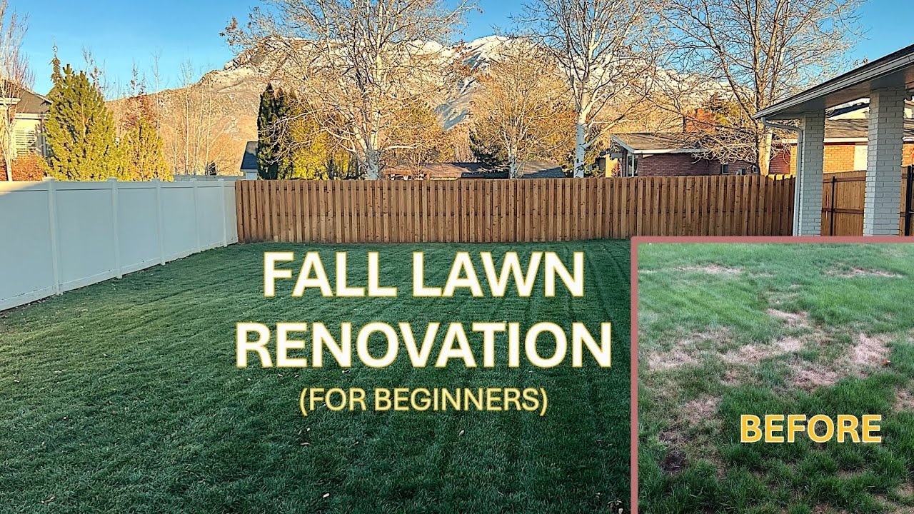 Lawn Renovation Steps for Beginners!