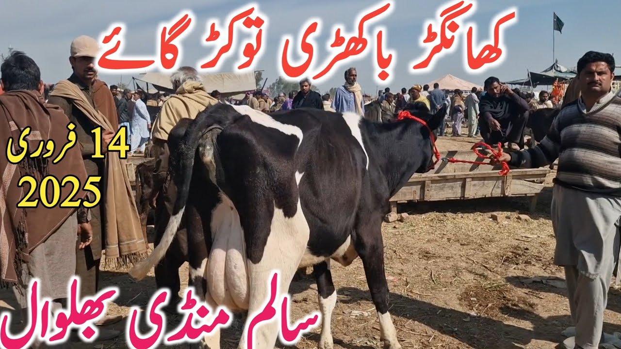 Today Salem Mandi Bhalwal Video | Cholistani Friesian Cross Cow || Mandi Star