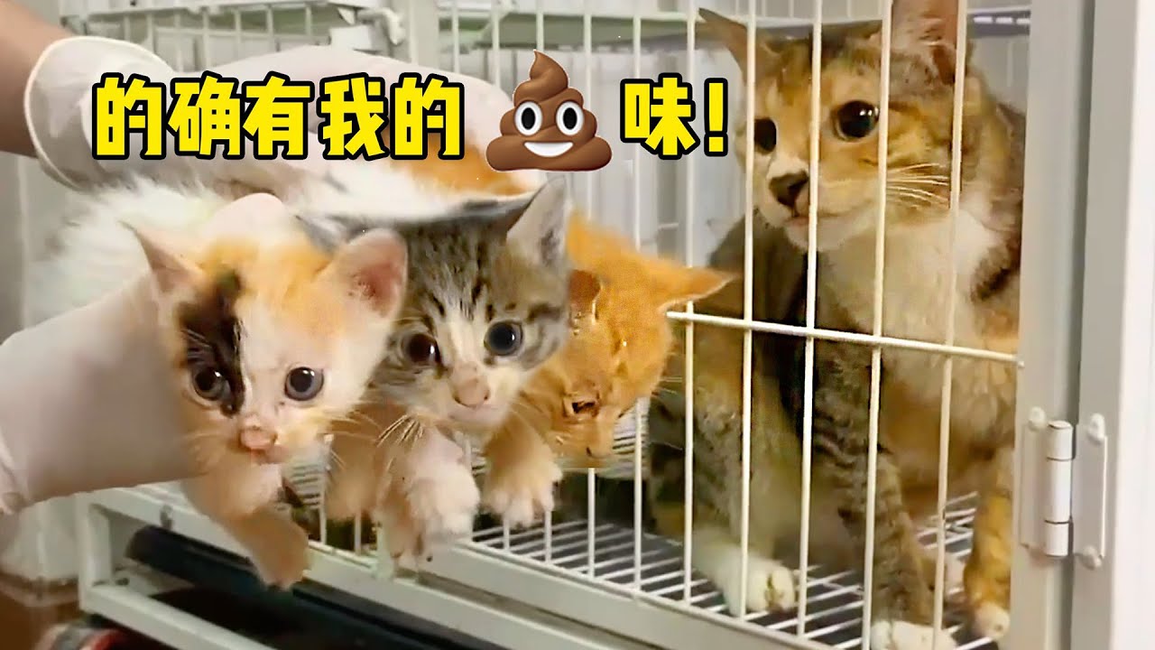 【和貓住】垃圾洞掏出7只奶猫，放进猫砂盆裹一裹！猫妈：有我味道就是我的崽？